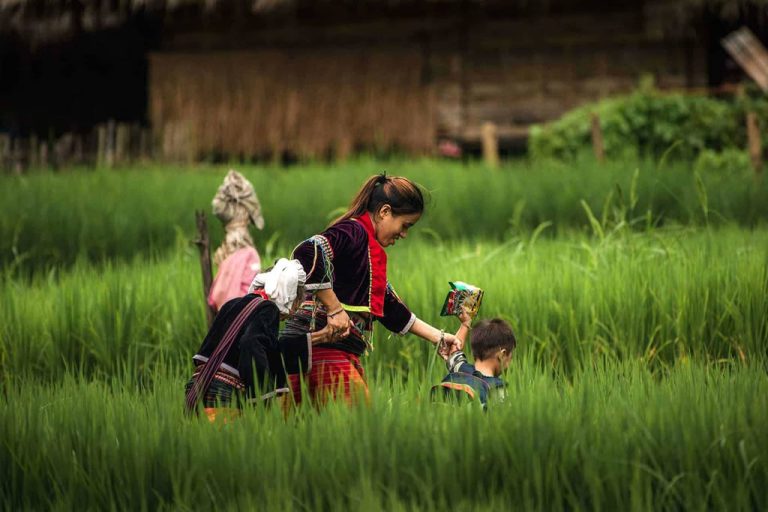 The_elephant_village_Chiang-Mai_Thailand_11