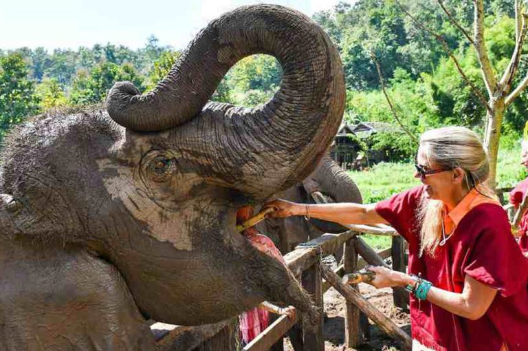 The_elephant_village_Chiang-Mai_Thailand_6