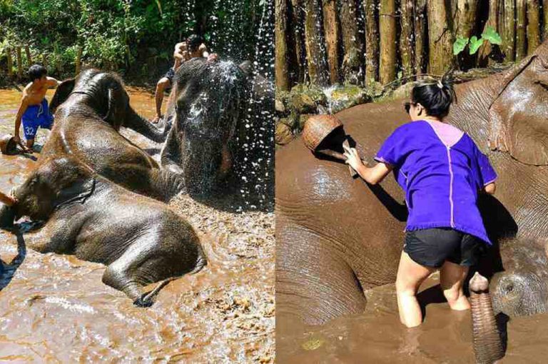 The_elephant_village_Chiang-Mai_Thailand_7